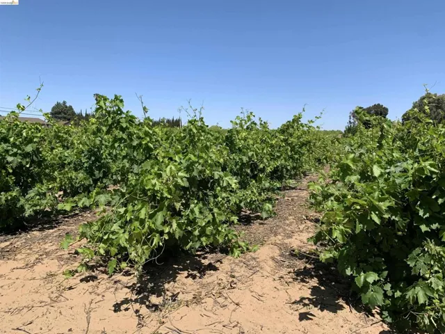 Expansive vineyard rows showcasing vibrant green foliage and a clear sky
