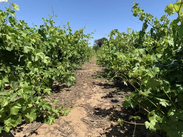 Rows of lush green grapevines under a clear blue sky