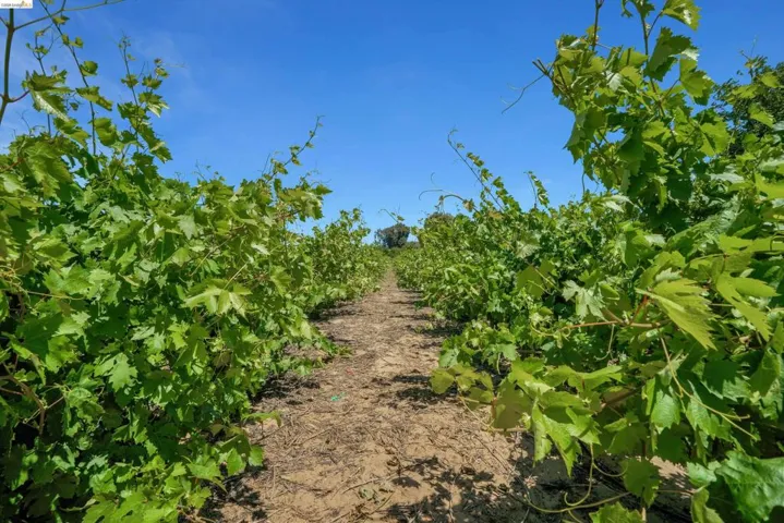 Expansive vineyard rows showcasing vibrant green foliage