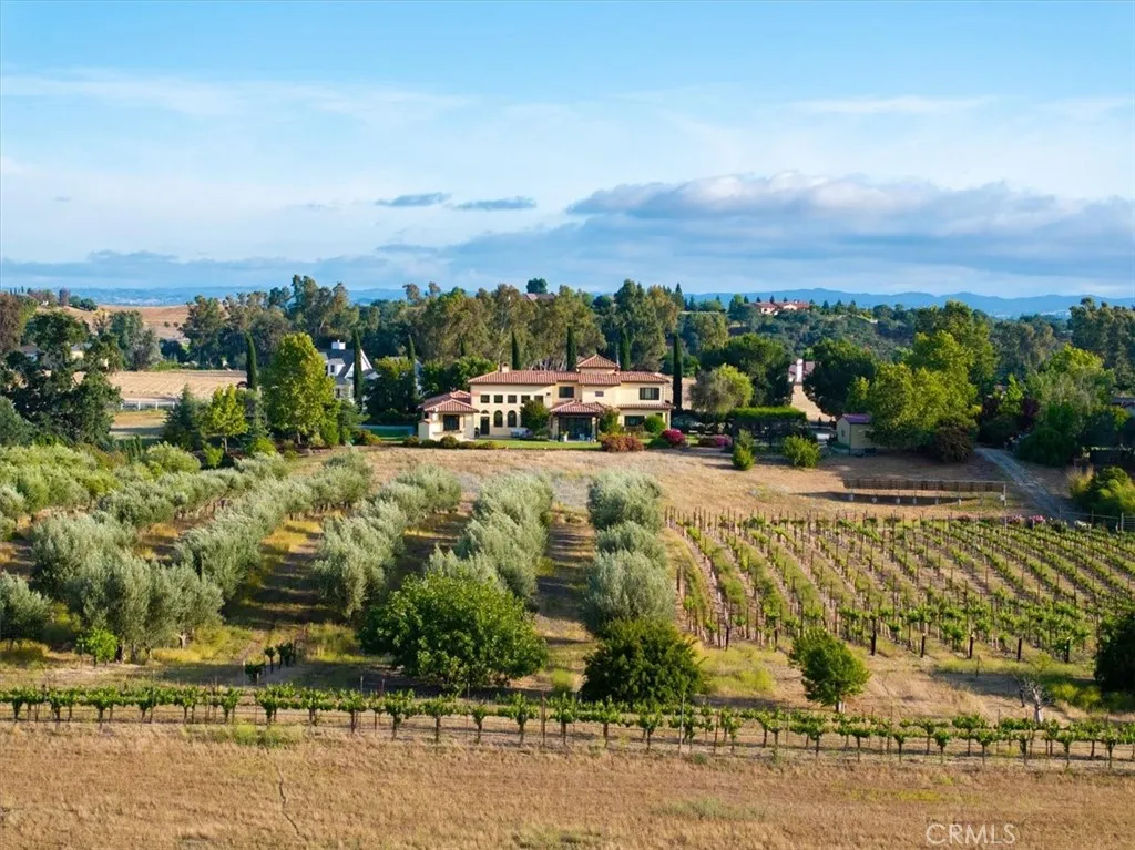POV from Camp 8 Road over olive grove and vineyard