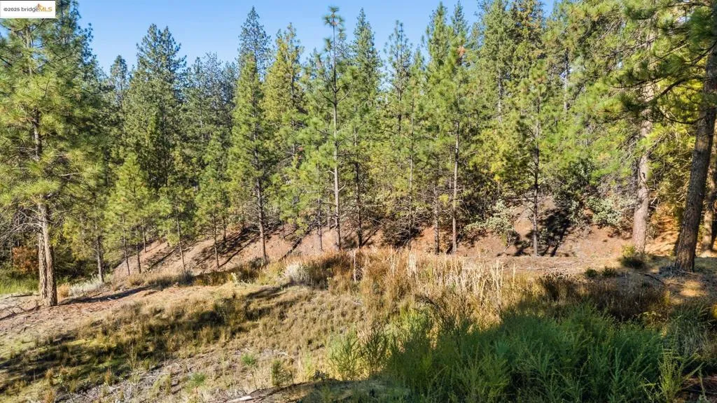 11210 Forest Park Rd, Columbia, California 95310 — photo 5
