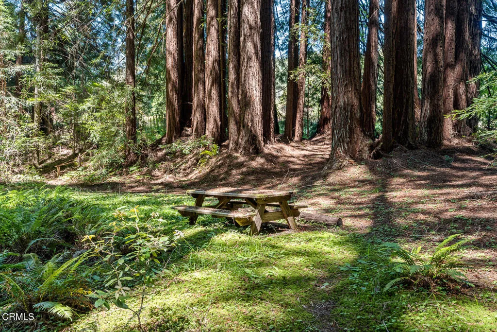 Redwood Forest River