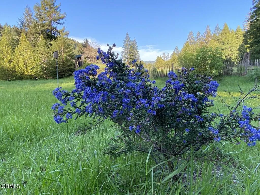 ceanothus