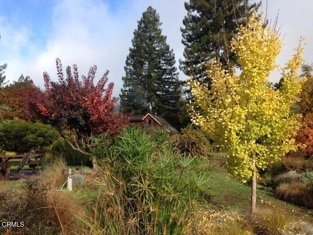 Fall colors