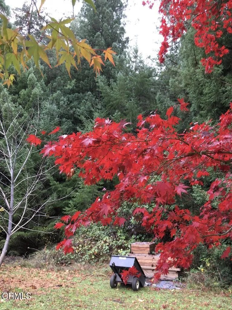 maple in Fall