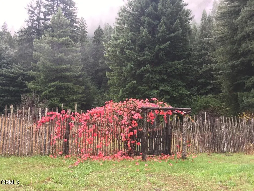 grapevine in the Fall