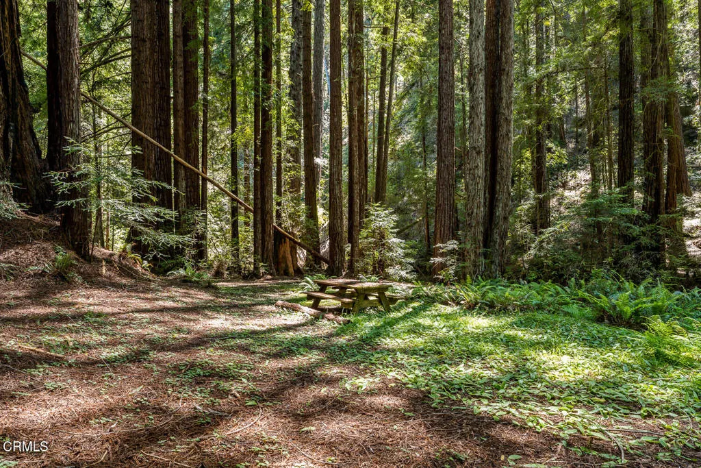 Redwood Forest/ River