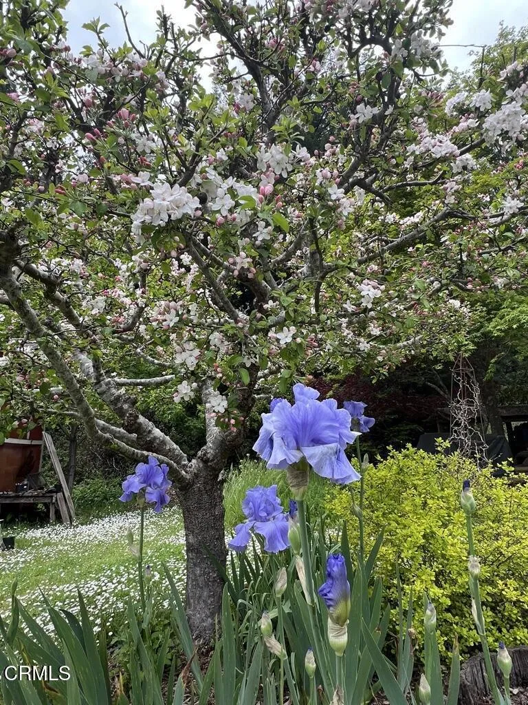 iris and crabapple