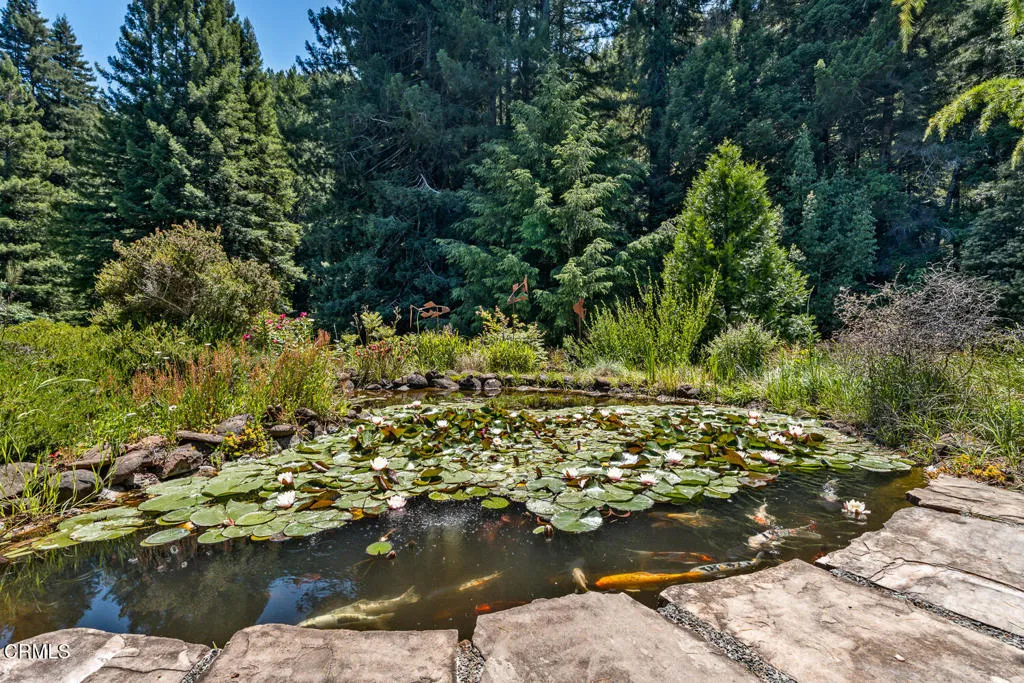 Koi Pond