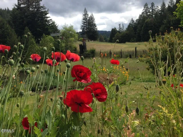 poppies