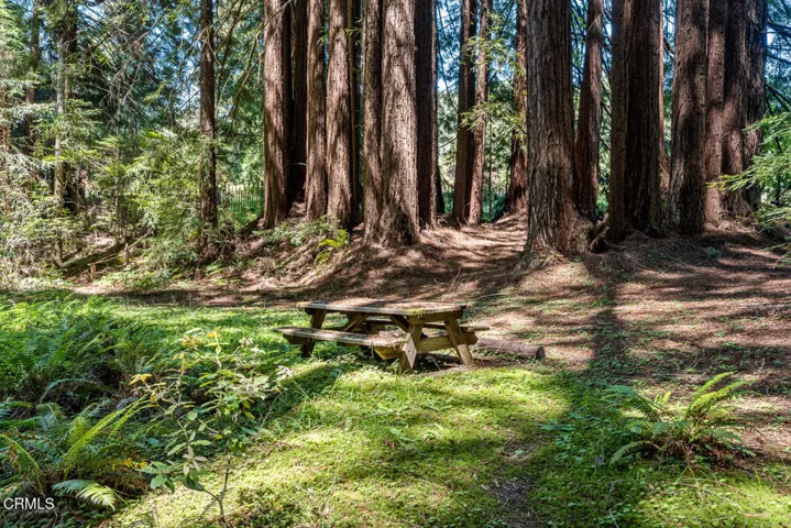 Redwood Forest River