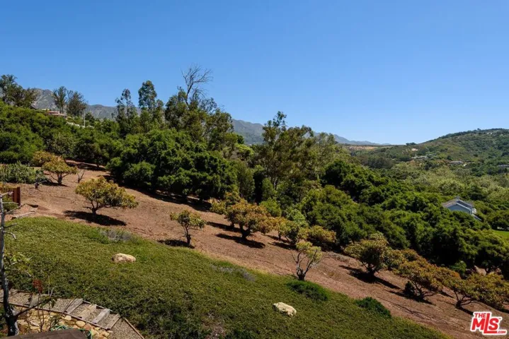 Avocado Orchard