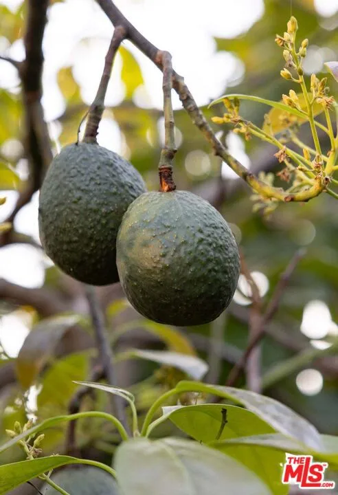 Avocado Orchard
