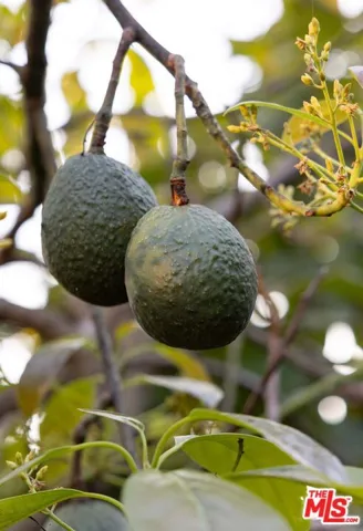 Avocado Orchard