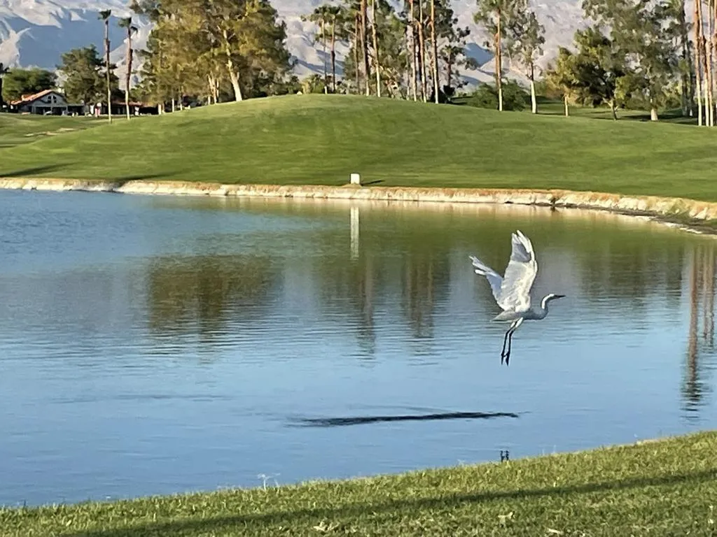 221 VW egret