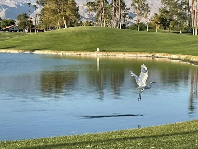 221 VW egret