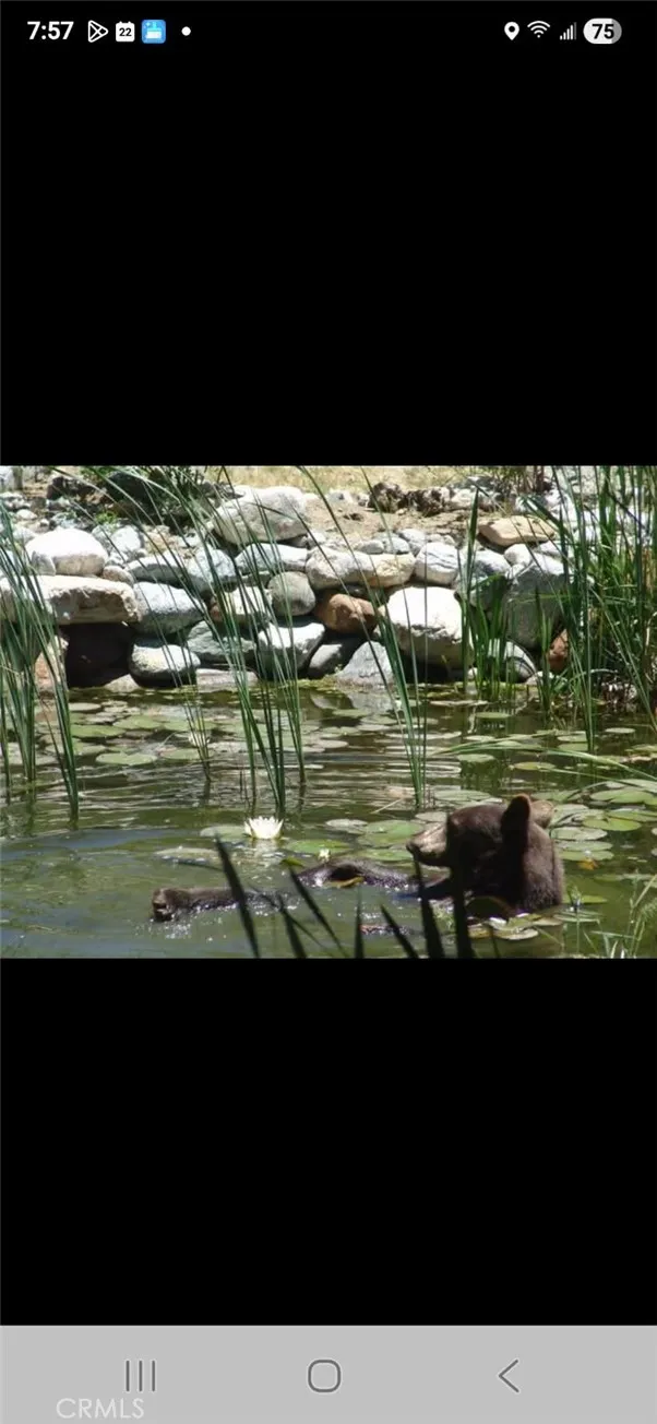 Wildlife  " DA BEAR "