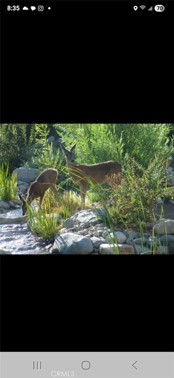 Wild Life