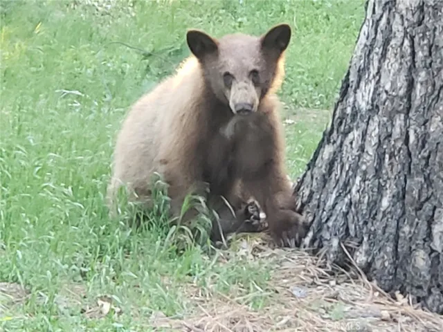 Wildlife