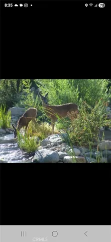 Wild Life