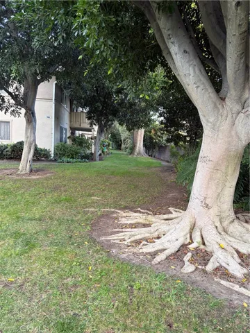 Large shade trees