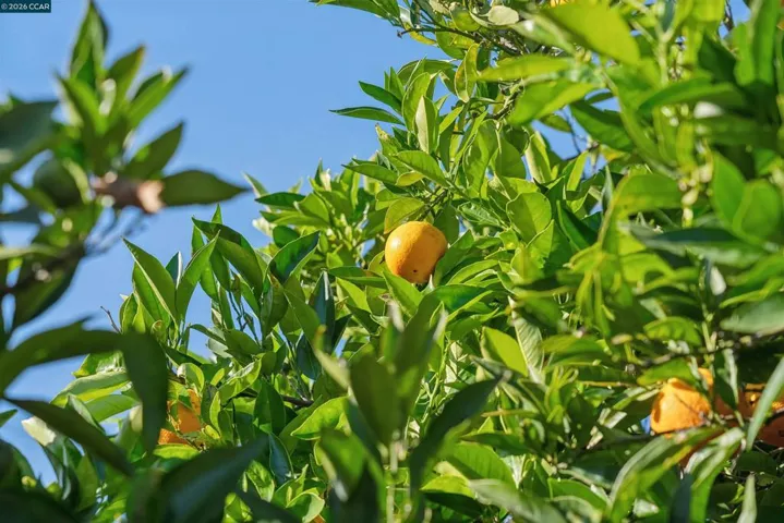 Mature Orange & Almond Trees