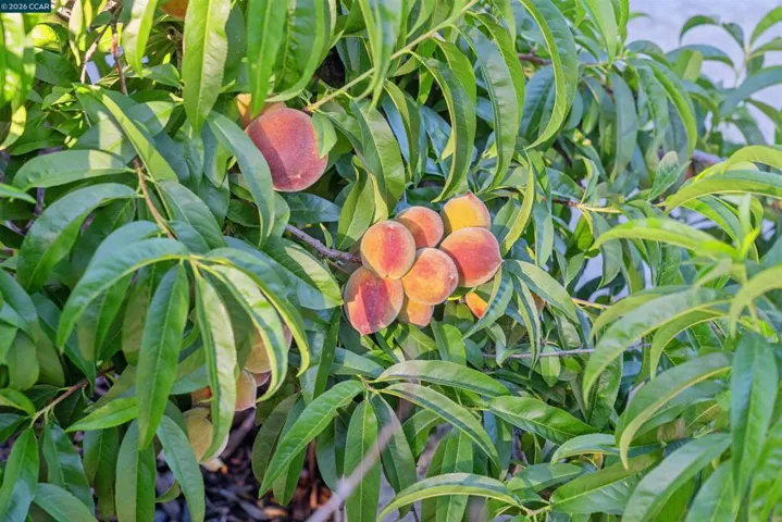 Mature Peach Trees