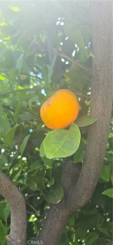 Producing Tangerine Tree