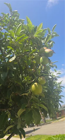 Producing Apple Tree