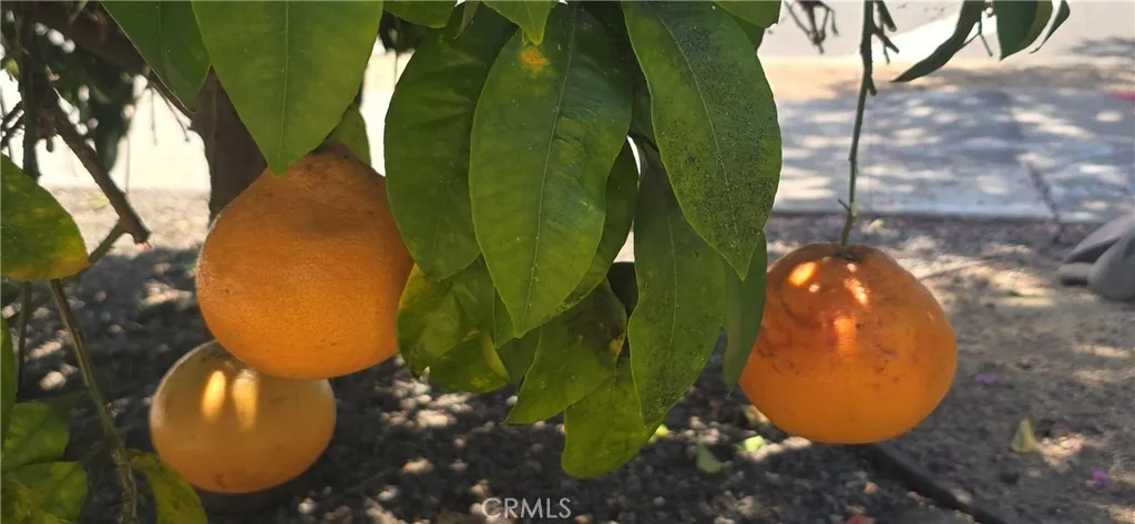 Producing Grapefruit Tree