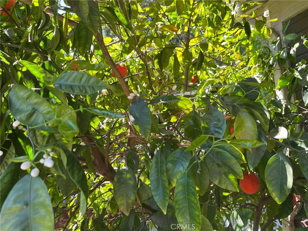 citrus