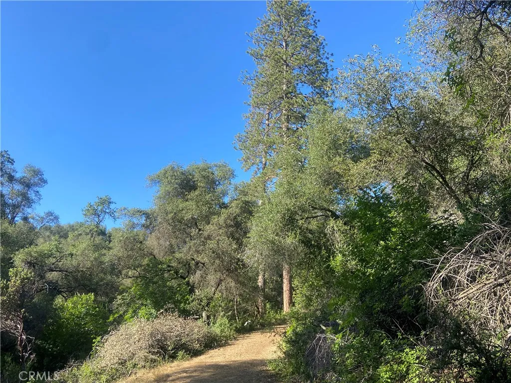 Two lovely very large Ponderosa Pine trees along the driveway to the main building site.