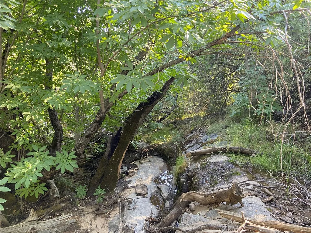 A Seasonal Creek Runs through it!