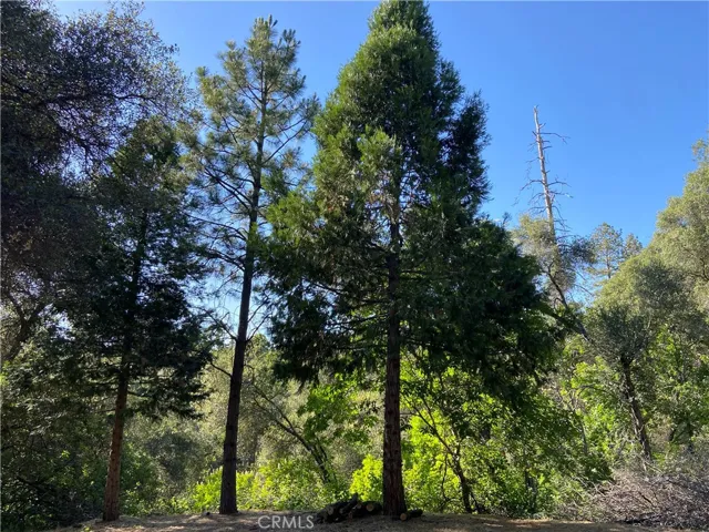 Beautiful fragrant mature Cedar and Ponderosa Pine Trees in various locations on the property!