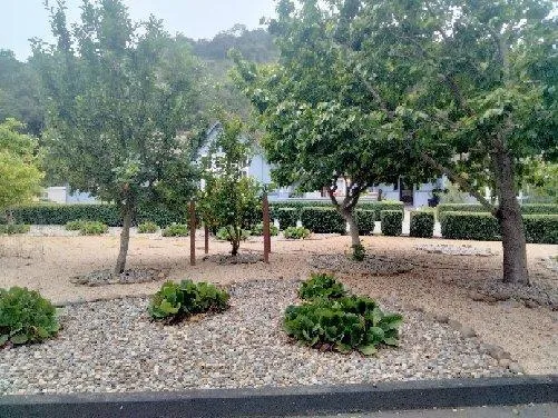 Fruit trees