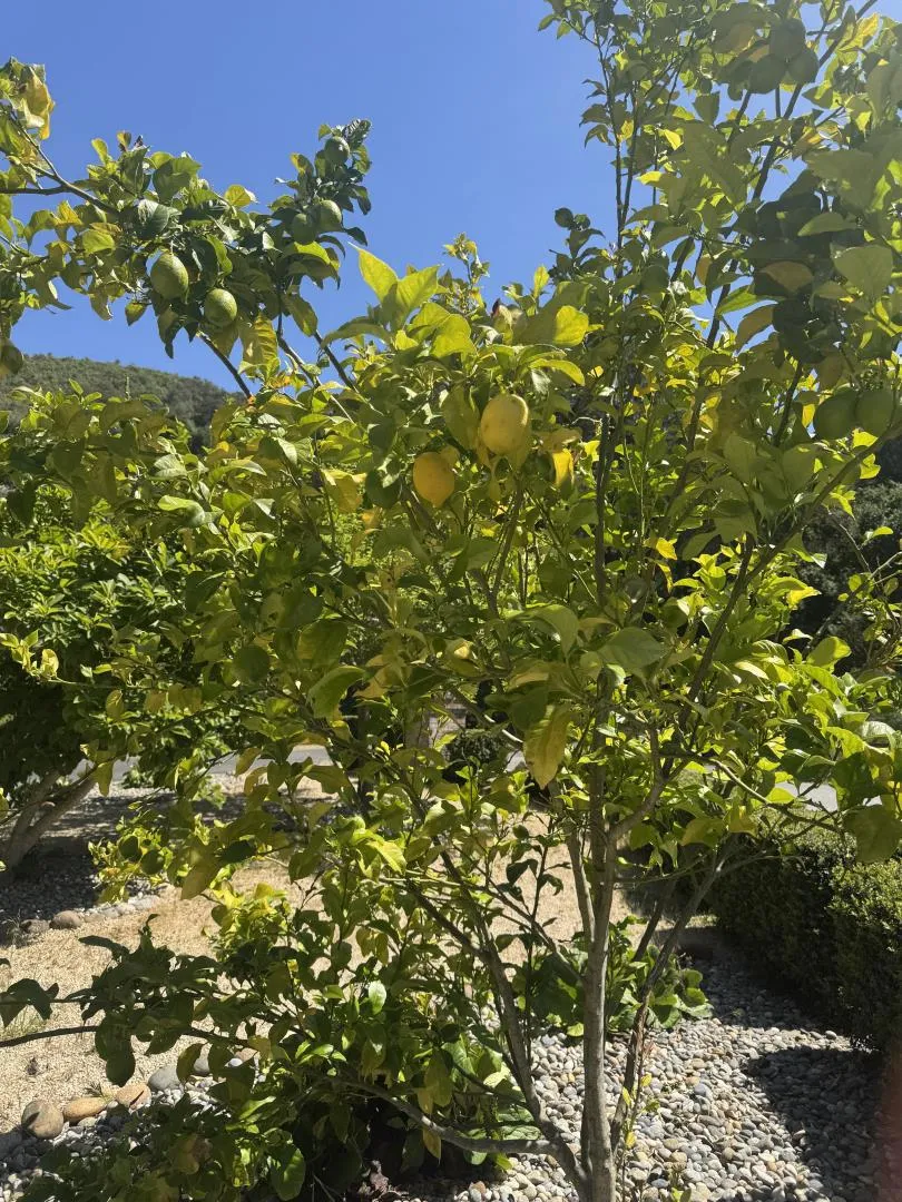 Lemon tree