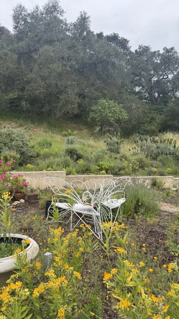 Back yard