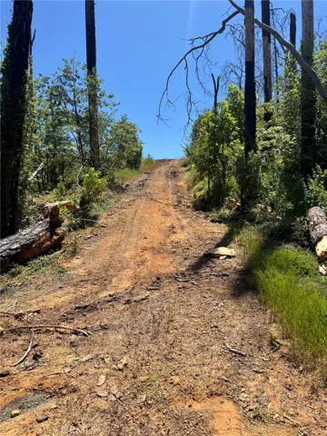 driveway cleaned up