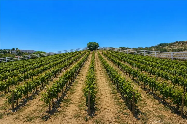 Great potential for a thriving Vineyard utilizing private well water. 
Vineyard has been virtually created for visual purposes & idea's only.