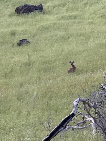 Deer on Property