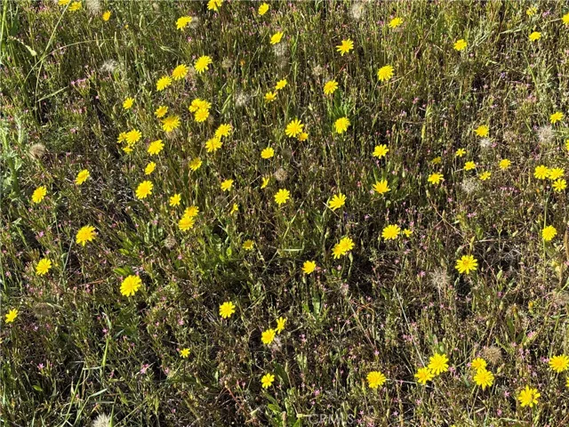 Wildflowers