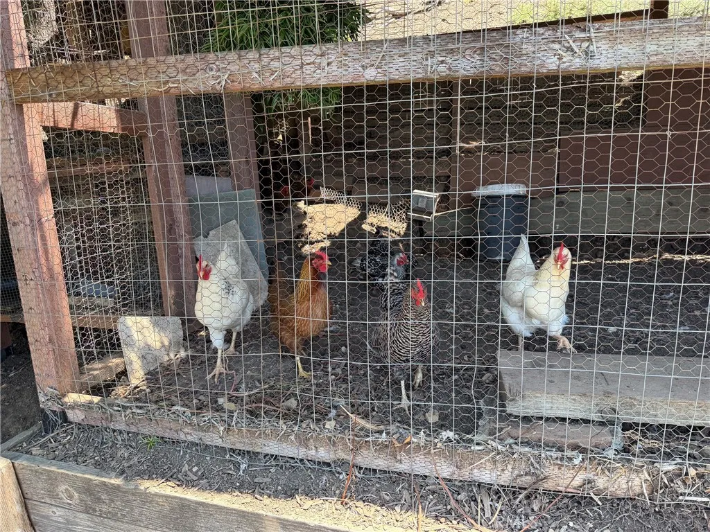 Chickens too! Chickens too!