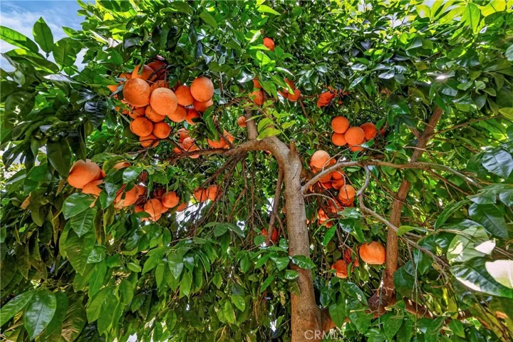 Citrus trees