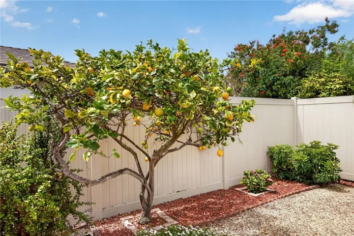 Lemon tree