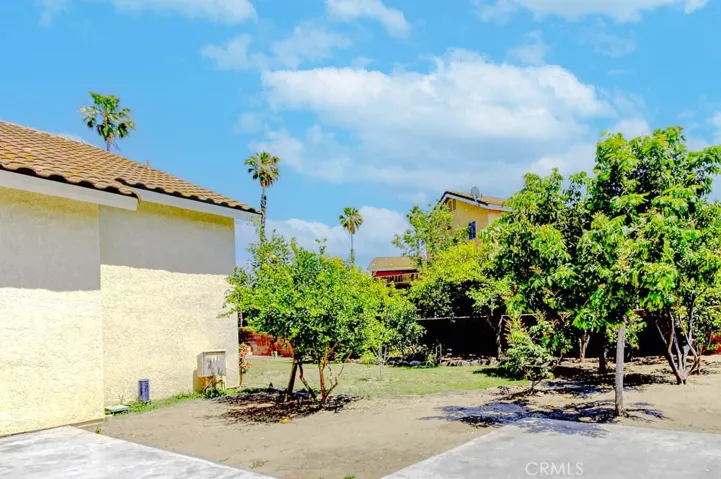 Citrus trees