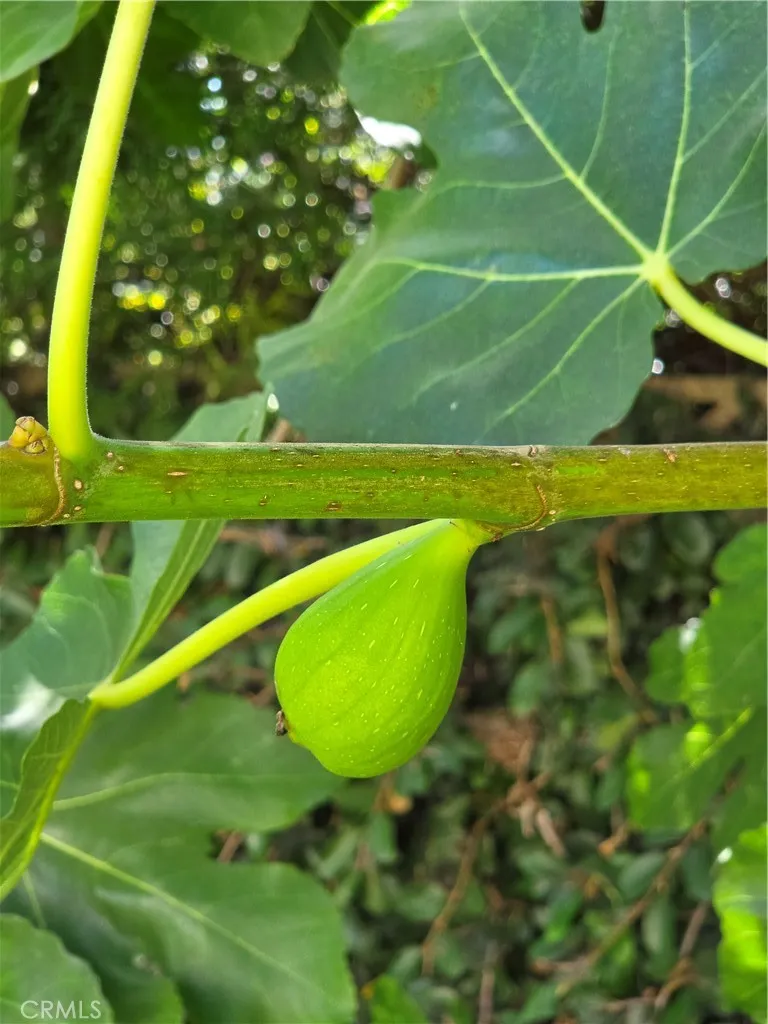 Fresh crop of figs growing now!