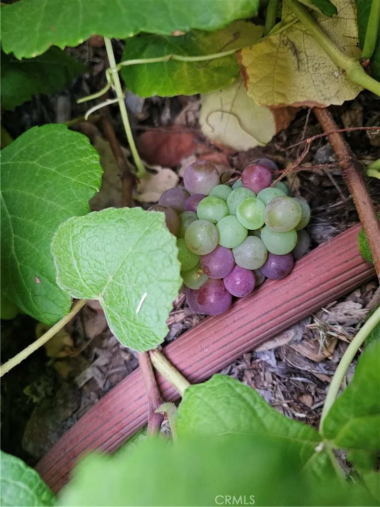 Red grape vine