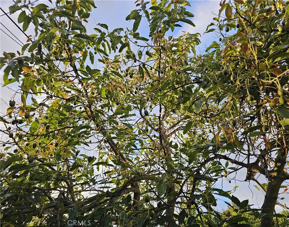 Loaded large Haas Avocado Tree