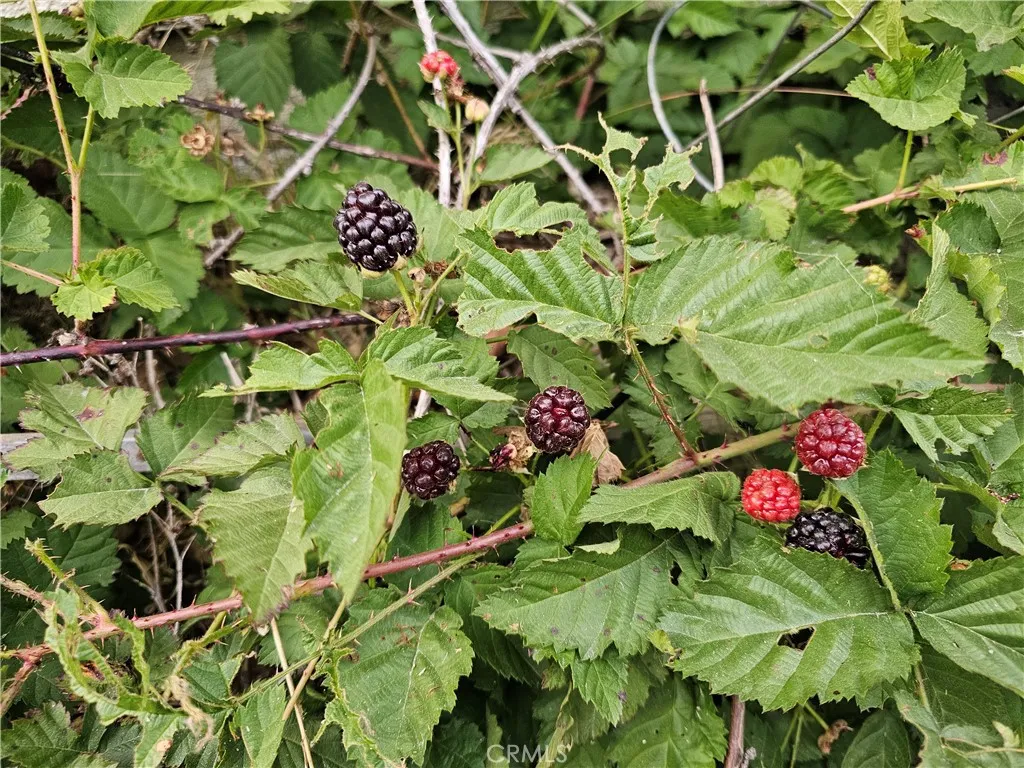 Thornless Blackberry Bushes