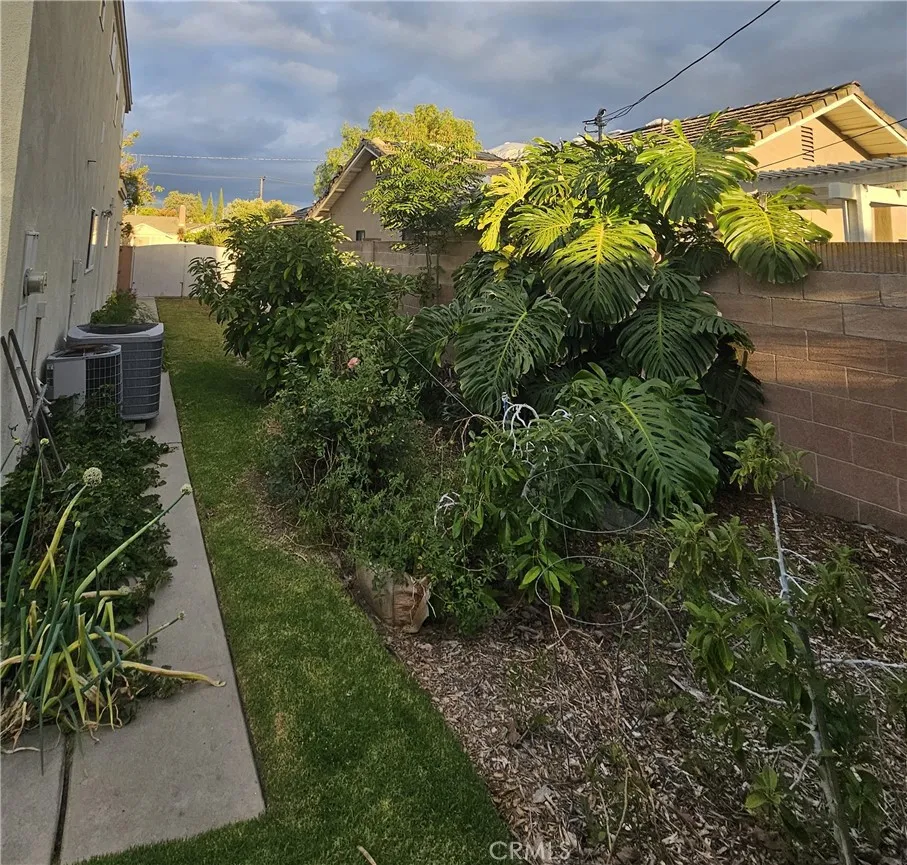 Side yard with Avocado Trees